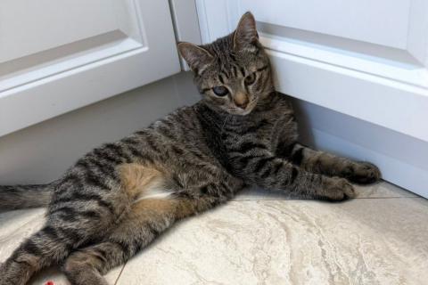 В дар кошку. Серый котенок малыш Гномик ищет дом. Фото2