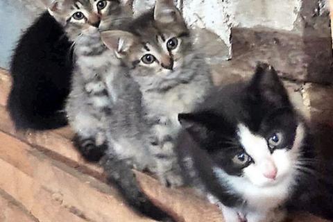 В дар кошку. Ласковые, трогательные котята мальчики и девочки ищут дом. Фото2