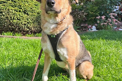 В дар собаку. Солнечная молодая собачка Шанти, отличный компаньон ищет дом. Фото1