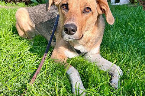 В дар собаку. Солнечная молодая собачка Шанти, отличный компаньон ищет дом. Фото2