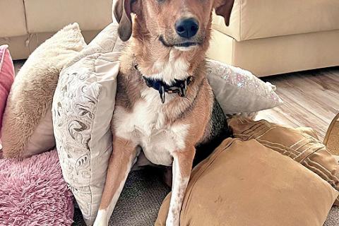 В дар собаку. Солнечная молодая собачка Шанти, отличный компаньон ищет дом. Фото3