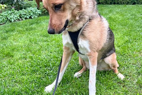 В дар собаку. Солнечная молодая собачка Шанти, отличный компаньон ищет дом. Фото4