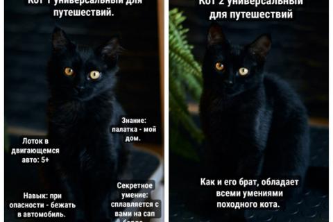 В дар кошку. Активные бесстрашные черные котята-мальчики в добрые руки. Фото1