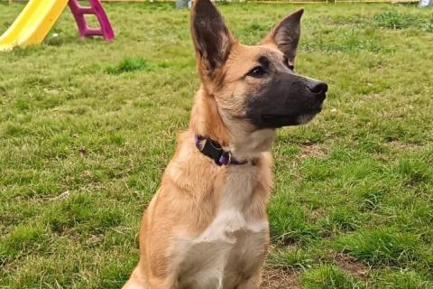 В дар собаку. Щенок фенотип овчарки малинуа Алиса в добрые руки . Фото1