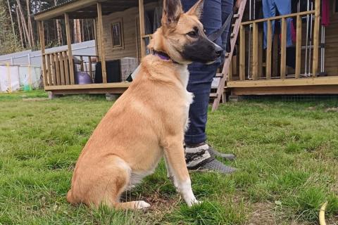 В дар собаку. Щенок фенотип овчарки малинуа Алиса в добрые руки . Фото2