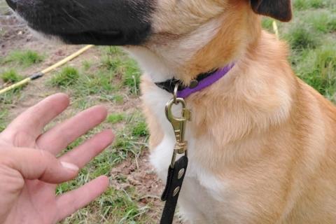 В дар собаку. Щенок фенотип овчарки малинуа Алиса в добрые руки . Фото3