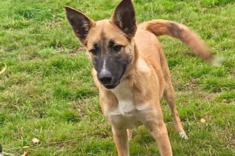 В дар собаку. Щенок фенотип овчарки малинуа Алиса в добрые руки . Фото4