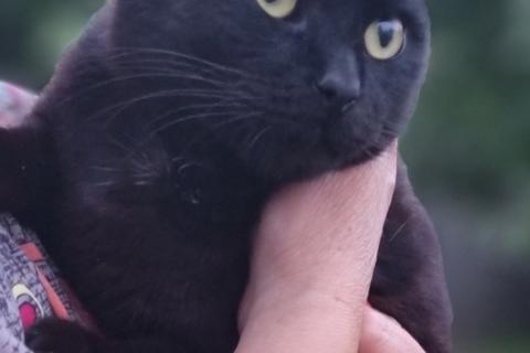 В дар кошку. Черный кот Уголёк в дар. Фото1