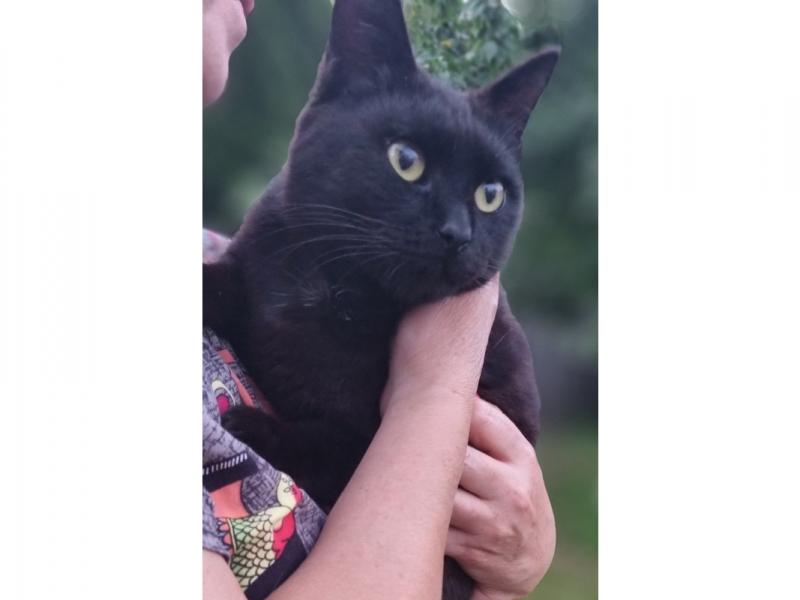 В дар кошку