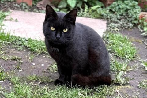 В дар кошку. Черный кот Уголёк в дар. Фото3