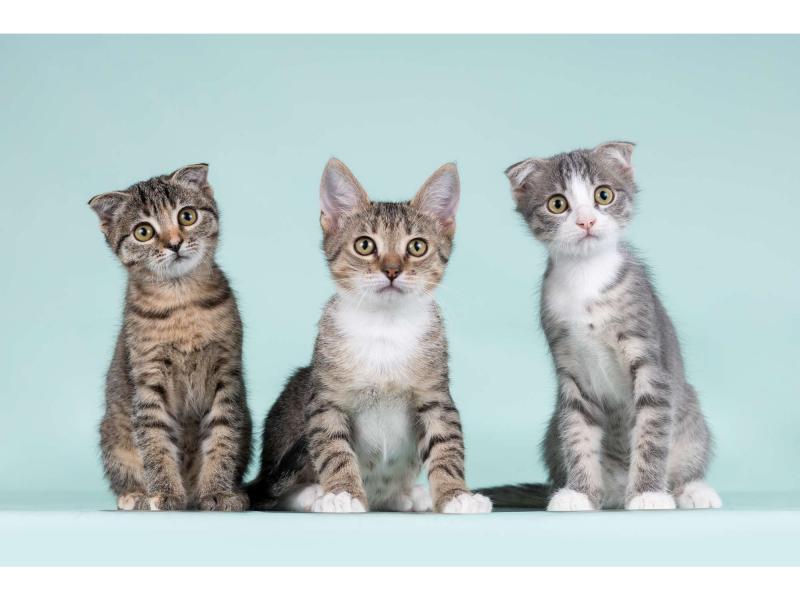 В дар кошку