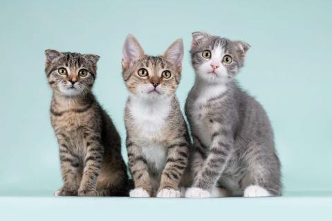 В дар кошку. Вислоухие котята в добрые руки. Фото2