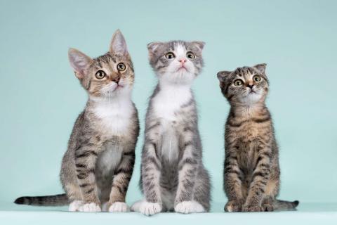 В дар кошку. Вислоухие котята в добрые руки. Фото3