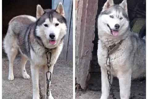 В дар собаку. Ищем дом для двух сибирских хаски Лорда и Сары. Фото1