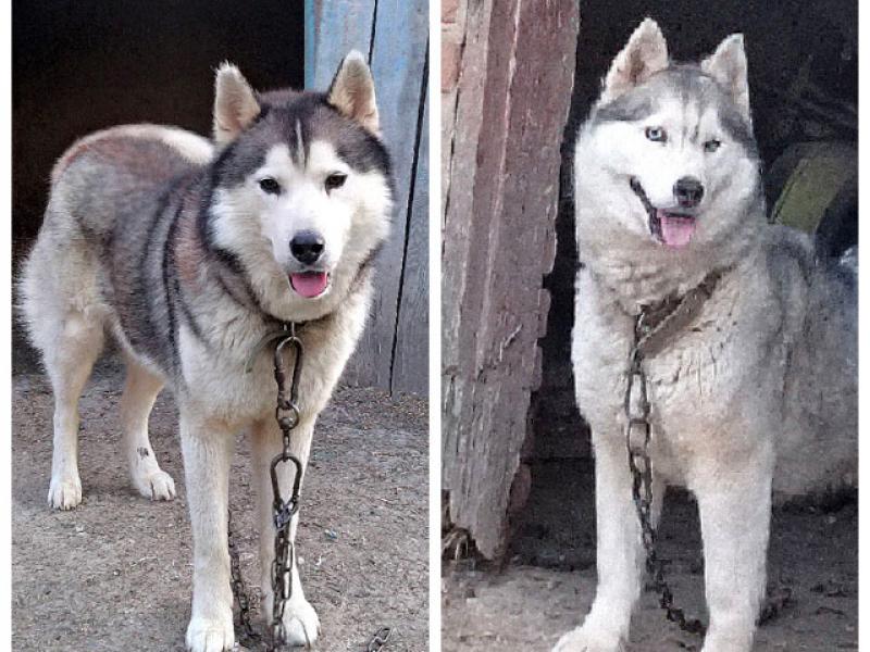 В дар собаку