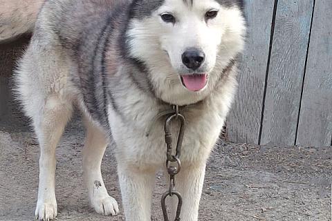 В дар собаку. Ищем дом для двух сибирских хаски Лорда и Сары. Фото2