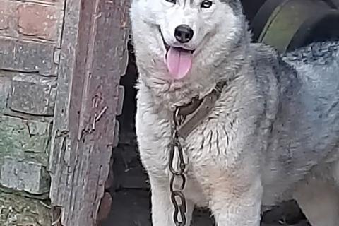 В дар собаку. Ищем дом для двух сибирских хаски Лорда и Сары. Фото3