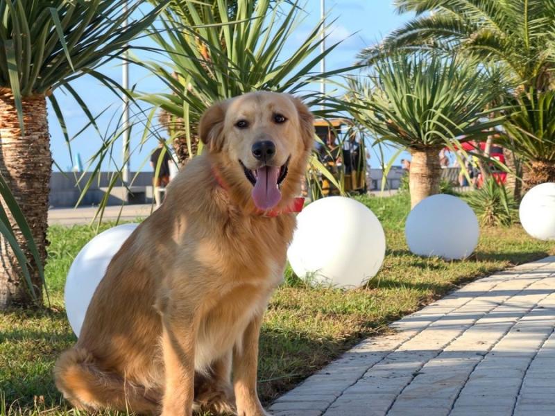 В дар собаку