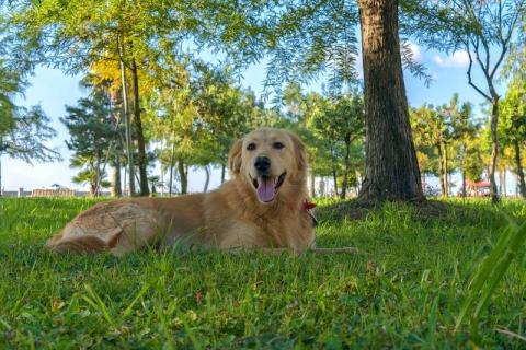 В дар собаку. Голден ретривер Чарли в дар. Фото3