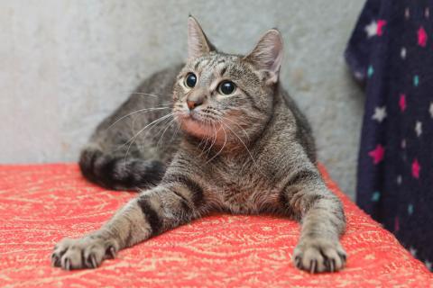 В дар кошку. Ищет дом молодой тигровый котик Сема. Фото1