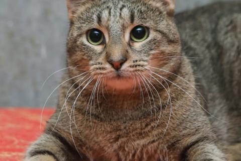 В дар кошку. Ищет дом молодой тигровый котик Сема. Фото4