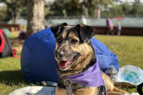 В дар собаку. -Москва, услышьте зов Персея!. Фото4