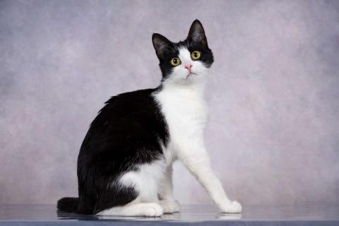 В дар кошку. Грациозность и любопытство– знакомьтесь, Мася!. Фото1