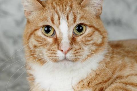 В дар кошку. Солнечная кошечка Шани ищет дом. Фото1