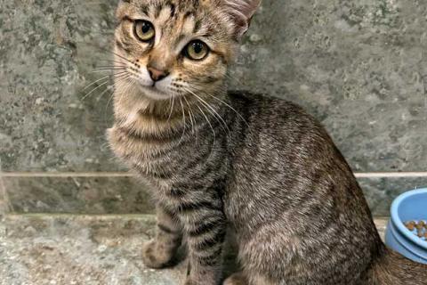 В дар кошку. Очаровательная кошечка-подросток Аглая ищет дом. Фото2