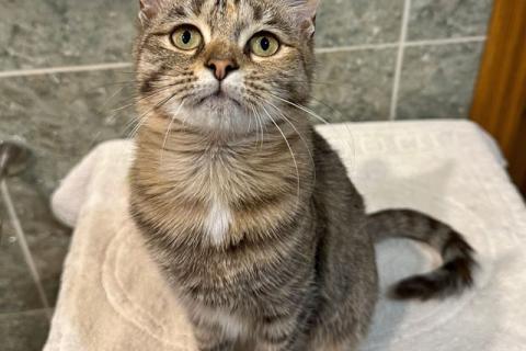 В дар кошку. Очаровательная кошечка-подросток Аглая ищет дом. Фото3