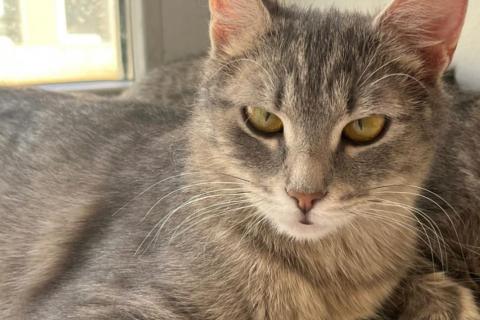 В дар кошку. Серо-дымчатая косенькая кошка Кося в дар. Фото2