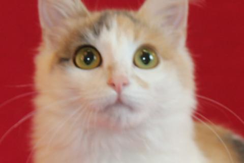 В дар кошку. Пушистый трехцветный котёнок Мила в добрые руки. Фото1