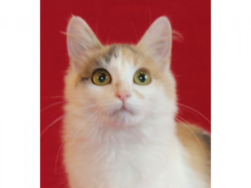 В дар кошку