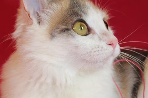 В дар кошку. Пушистый трехцветный котёнок Мила в добрые руки. Фото3