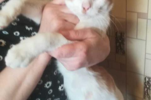 В дар кошку. Рыжий котёнок Серго в добрые руки. Фото3