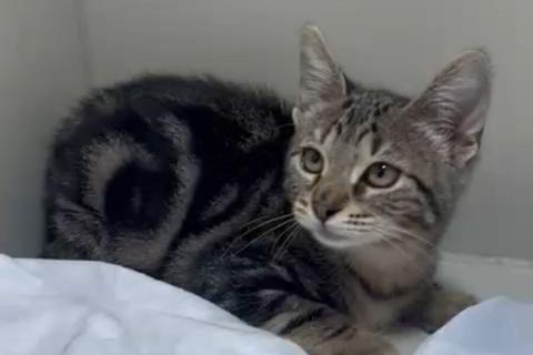 В дар кошку. Мраморный котёнок Чип в добрые руки. Фото2