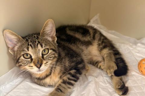 В дар кошку. Мраморный котёнок Чип в добрые руки. Фото3