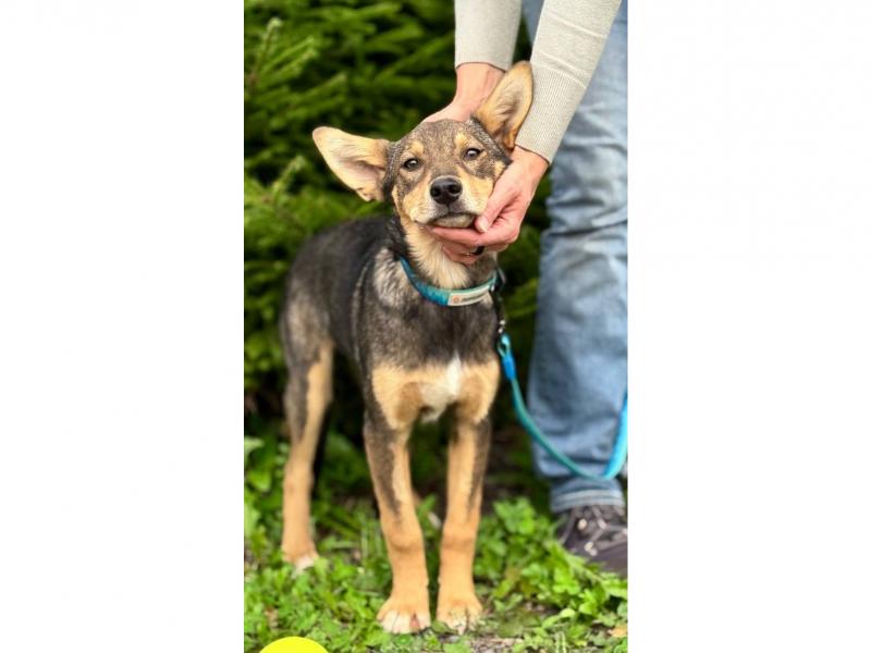 В дар собаку