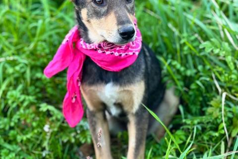 В дар собаку. Маленькая принцесса Рита с умными глазами в поисках своего дома. Фото2