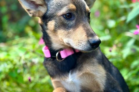 В дар собаку. Маленькая принцесса Рита с умными глазами в поисках своего дома. Фото4