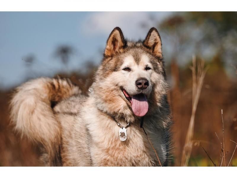 В дар собаку