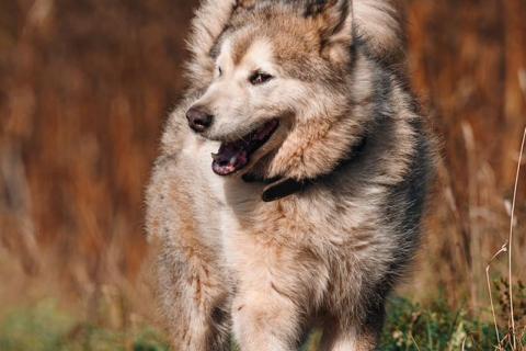 В дар собаку. Маламут Аякс ищет дом. Фото2
