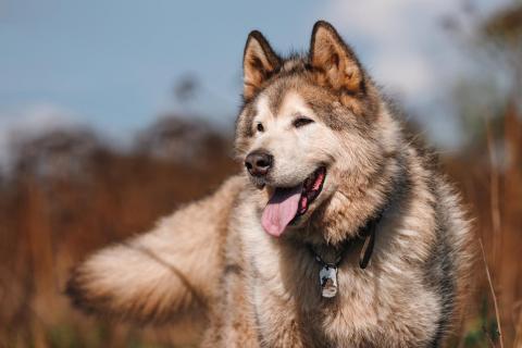 В дар собаку. Маламут Аякс ищет дом. Фото3
