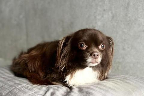 В дар собаку. Шоколадная чихуахуа Алексей в добрые руки. Фото2