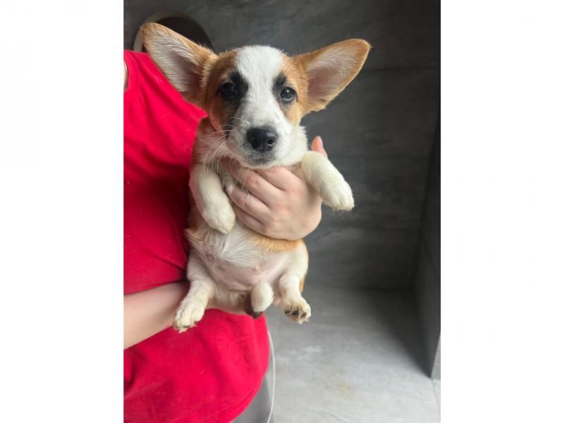 В дар собаку