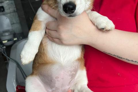 В дар собаку. Щенки метисы вельш корги и джек-рассел-терьера. Фото2