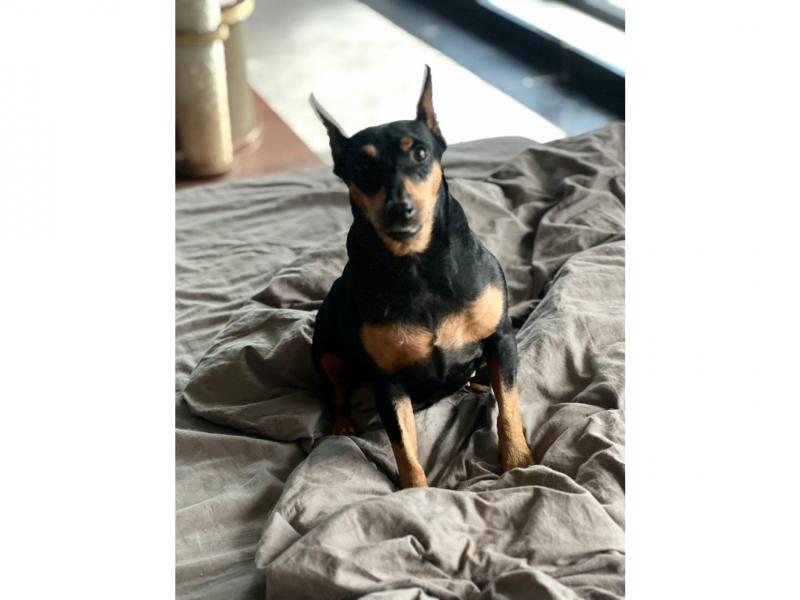 В дар собаку