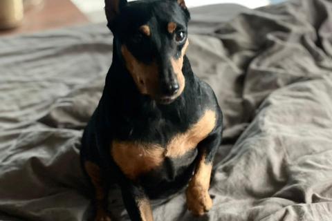 В дар собаку. Цвергпинчер в добрые руки. Фото2