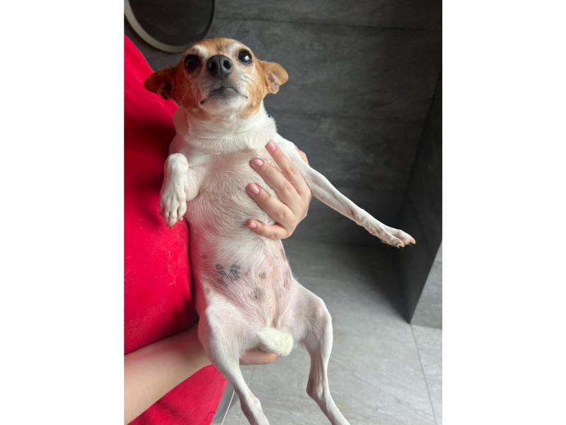 В дар собаку