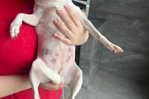 В дар собаку. Американские той-фокстерьеры в дар. Фото3